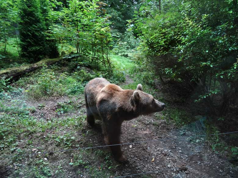 Braunbärin Siddy am 14. August 2016 auf der Aussenanlage der Braunbären im Wuppertaler Zoo