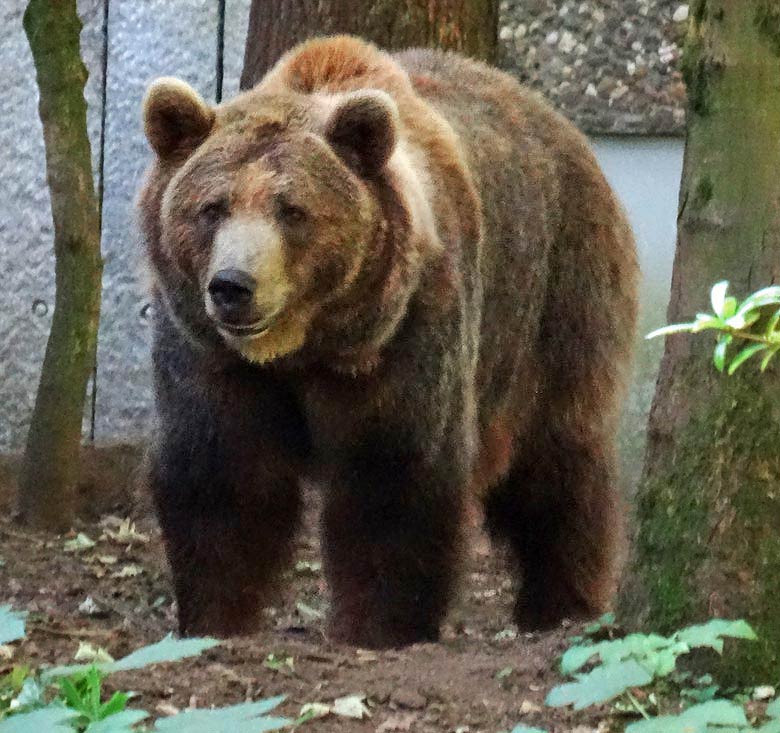 Braunbärin Siddy am 17. August 2016 auf der Außenanlage der Braunbären im Zoologischen Garten der Stadt Wuppertal
