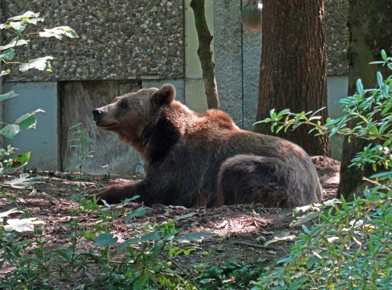 Braunbärin Siddy am 19. August 2016 auf der Braunbärenanlage im Zoo Wuppertal