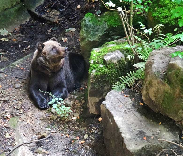 Braunbärin Brenda am 20. August 2016 auf der Außenanlage der Braunbären im Zoologischen Garten der Stadt Wuppertal