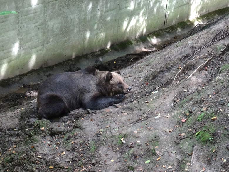 Braunbärin Brenda am 20. August 2016 auf der Außenanlage der Braunbären im Wuppertaler Zoo