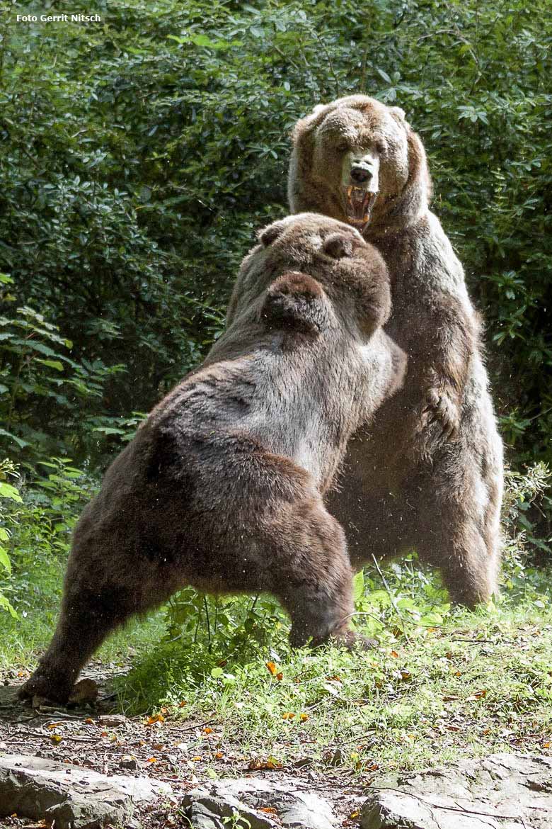 Braunbärin Brenda und Braunbärin Siddy am 20. August 2016 auf der Außenanlage der Braunbären im Grünen Zoo Wuppertal (Foto Gerrit Nitsch)