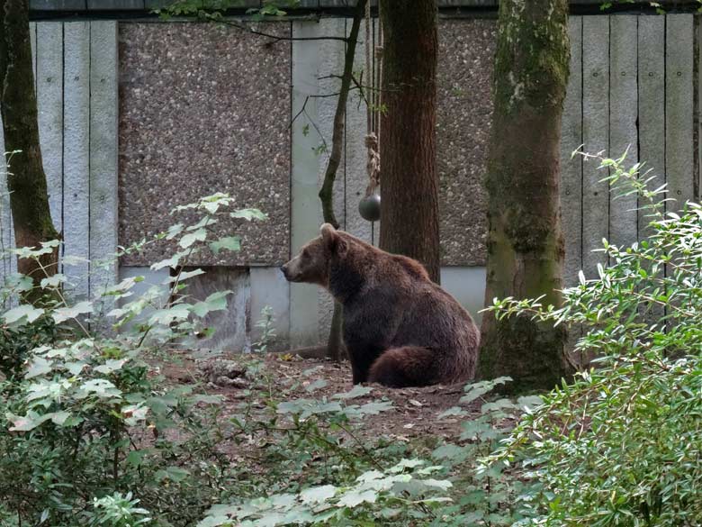 Braunbärin SIDDY am 29. August 2016 auf der Außenanlage der Braunbären im Zoologischen Garten der Stadt Wuppertal