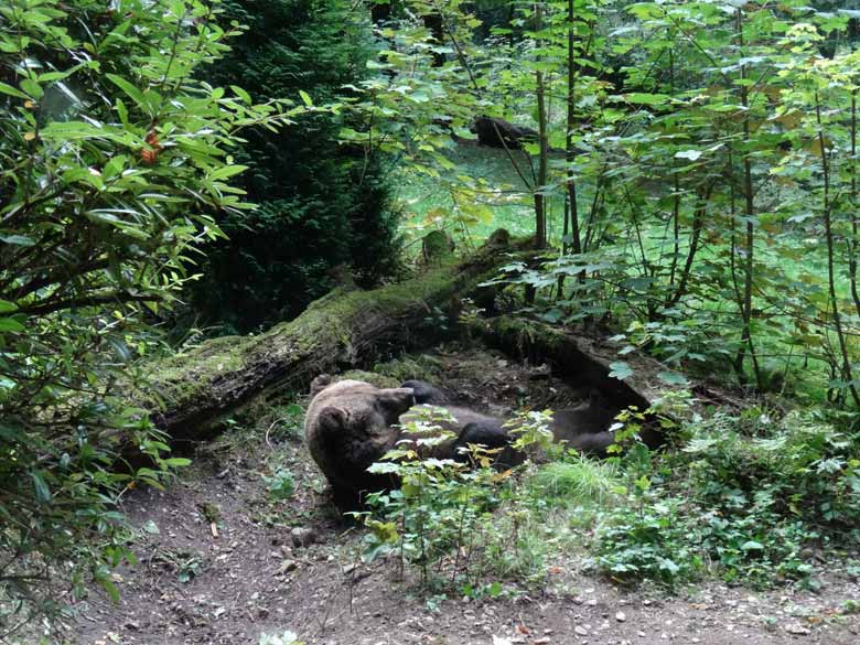 Braunbärin BRENDA am 29. August 2016 auf der Außenanlage der Braunbären im Grünen Zoo Wuppertal