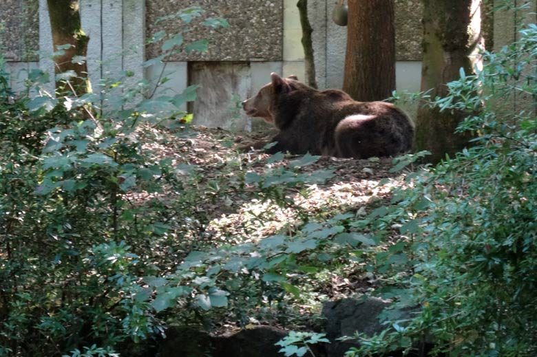Braunbärin SIDDY am 7. September 2016 auf der Außenanlage der Braunbären im Zoologischen Garten der Stadt Wuppertal