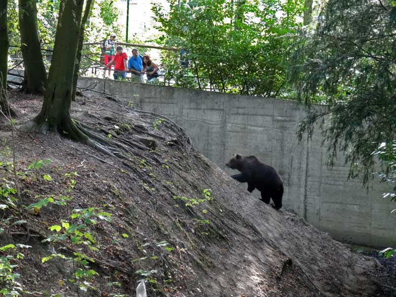 Braunbärin BRENDA am 11. September 2016 auf der Außenanlage der Braunbären im Wuppertaler Zoo