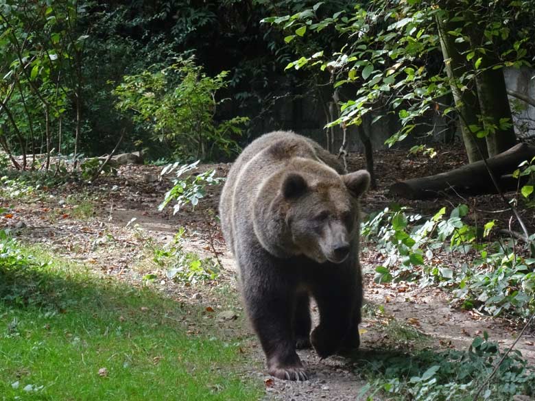 Braunbärin SIDDY am 11. September 2016 auf der Außenanlage der Braunbären im Zoo Wuppertal