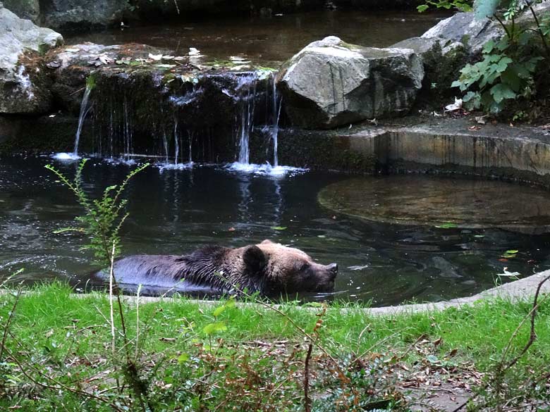 Braunbärin BRENDA am 12. September 2016 auf der Außenanlage der Braunbären im Zoo Wuppertal