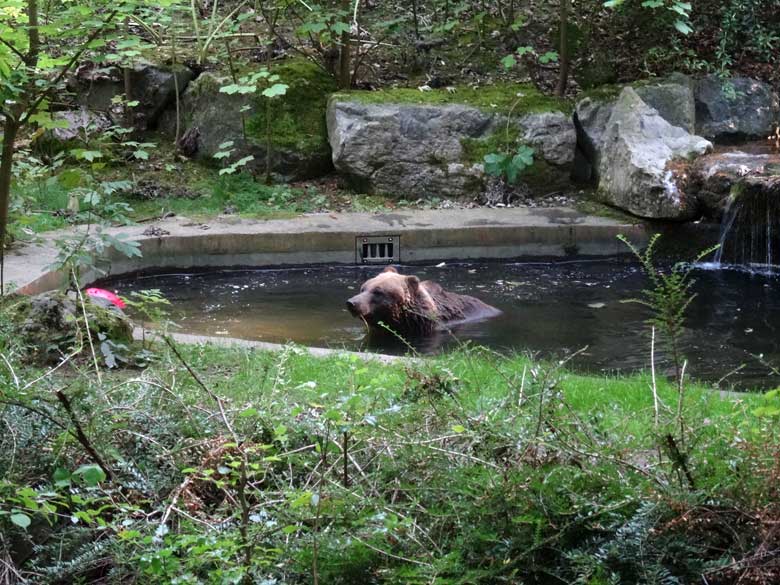 Braunbärin BRENDA am 13. September 2016 auf der Außenanlage der Braunbären im Wuppertaler Zoo