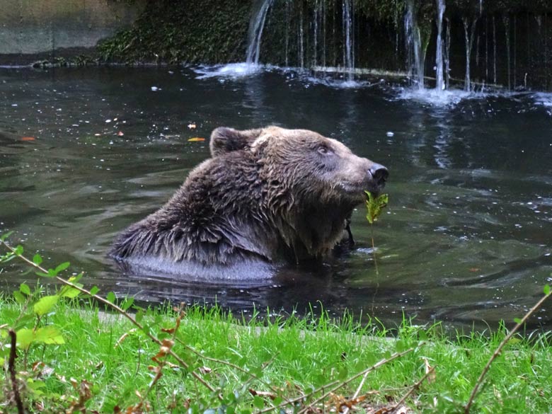 Braunbärin BRENDA am 13. September 2016 auf der Außenanlage der Braunbären im Zoologischen Garten der Stadt Wuppertal