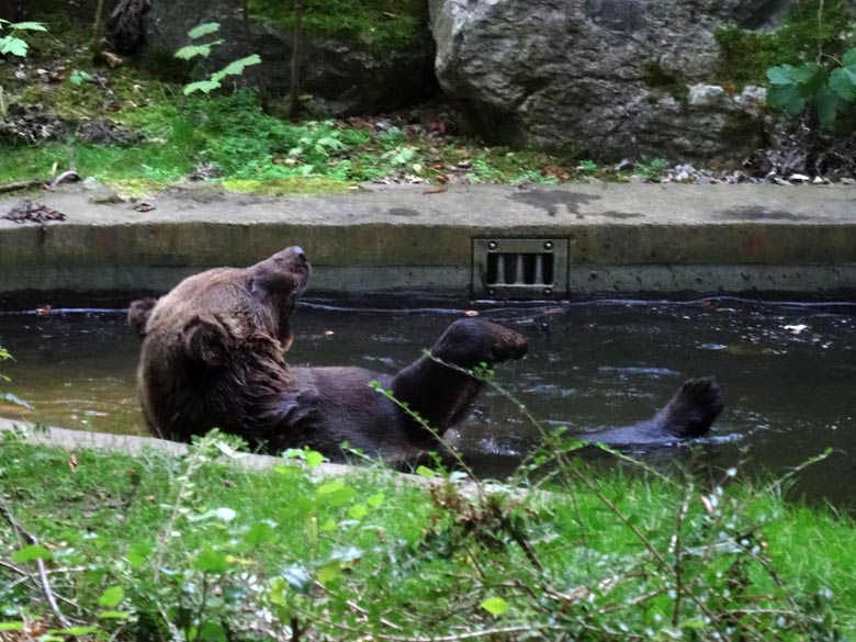 Braunbärin BRENDA am 13. September 2016 auf der Außenanlage der Braunbären im Zoo Wuppertal