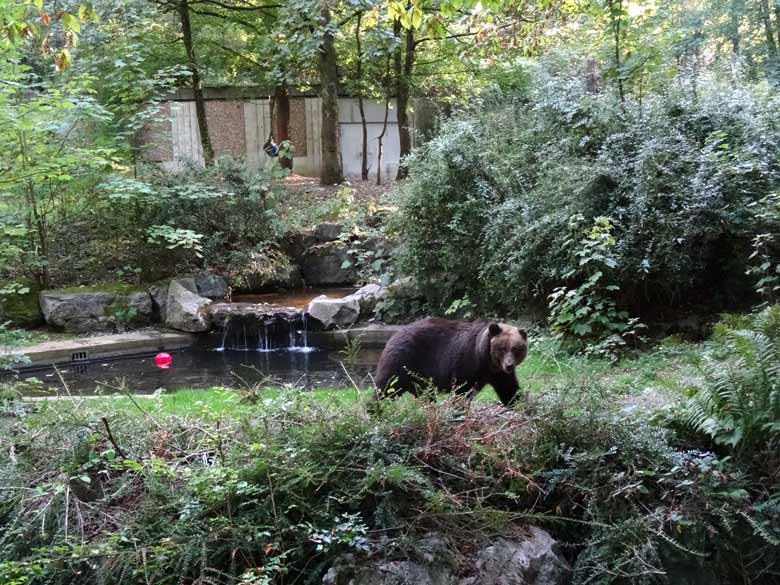 Braunbärin BRENDA am 13. September 2016 auf der Außenanlage der Braunbären im Wuppertaler Zoo