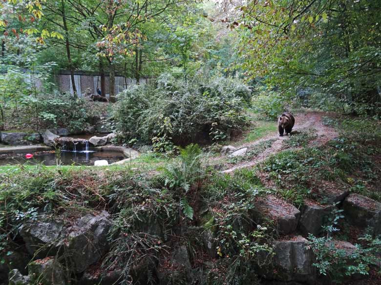 Braunbärin Siddy und Braunbärin Brenda am 26. September 2016 im Grünen Zoo Wuppertal