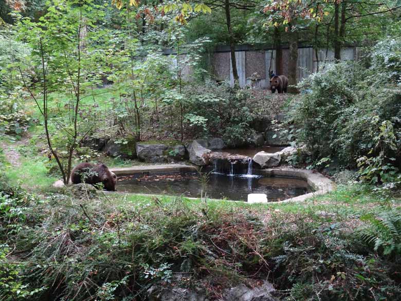 Braunbärin Brenda und Braunbärin Siddy am 26. September 2016 im Wuppertaler Zoo