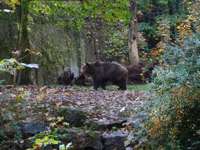 Braunbärin SIDDY am 29. Oktober 2016 auf der Außenanlage im Grünen Zoo Wuppertal
