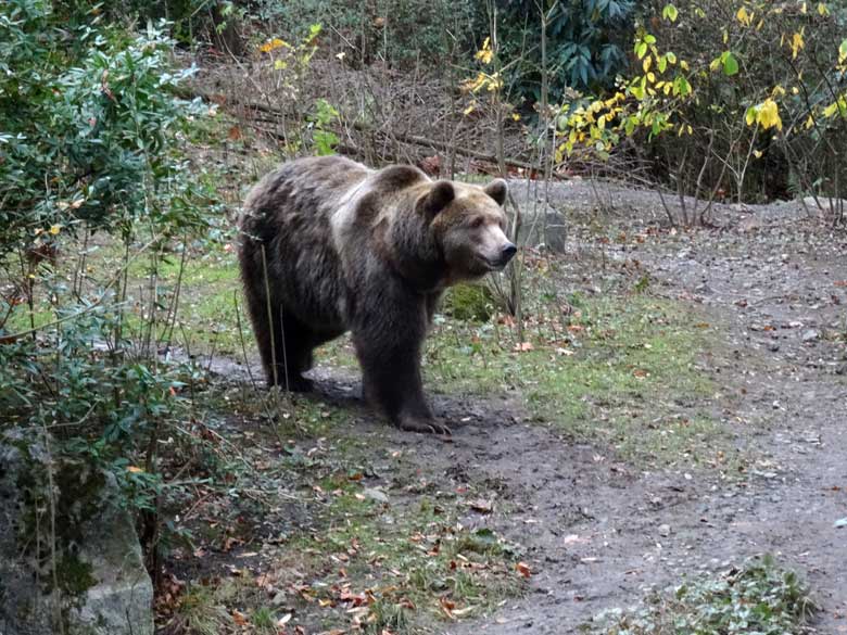 Braunbärin SIDDY am 26. November 2016 auf der Braunbärenanlage im Grünen Zoo Wuppertal