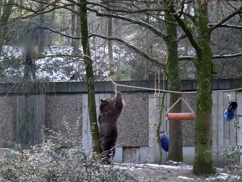 Braunbärin SIDDY am 22. Januar 2017 auf der Braunbärenanlage im Zoologischen Garten der Stadt Wuppertal