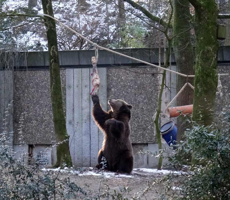 Braunbärin SIDDY am 22. Januar 2017 auf der Braunbärenanlage im Zoo Wuppertal