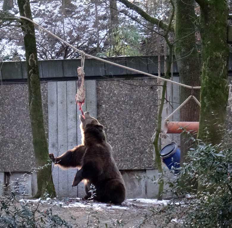 Braunbärin SIDDY am 22. Januar 2017 auf der Braunbärenanlage im Grünen Zoo Wuppertal