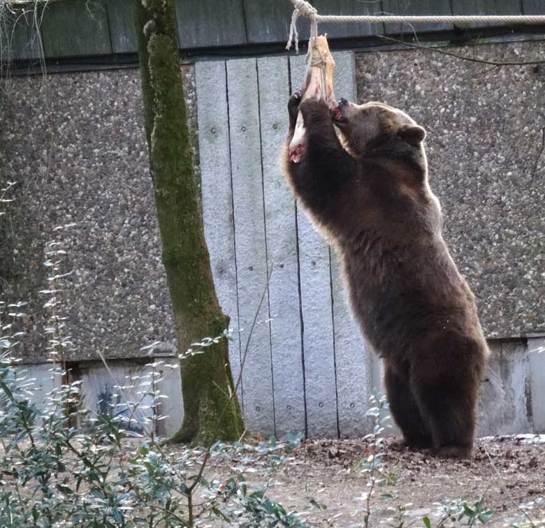 Braunbärin SIDDY am 28. Januar 2017 im Zoo Wuppertal