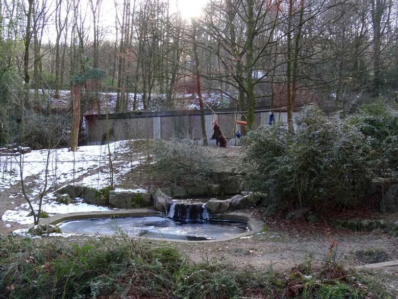 Braunbärin SIDDY am 28. Januar 2017 im Wuppertaler Zoo