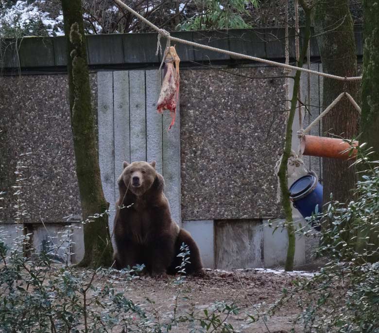 Braunbärin SIDDY am 28. Januar 2017 im Zoologischen Garten Wuppertal