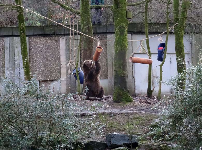 Braunbärin SIDDY am 2. Februar 2017 auf der Braunbärenanlage im Grünen Zoo Wuppertal