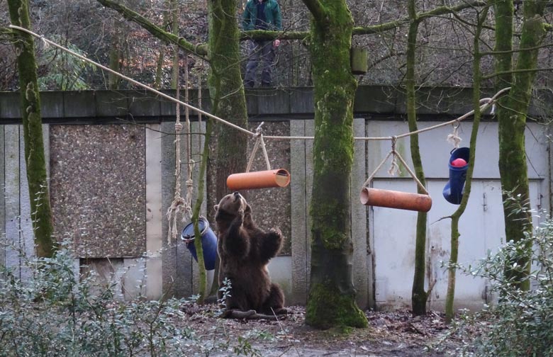 Braunbärin SIDDY am 2. Februar 2017 auf der Braunbärenanlage im Zoologischen Garten der Stadt Wuppertal