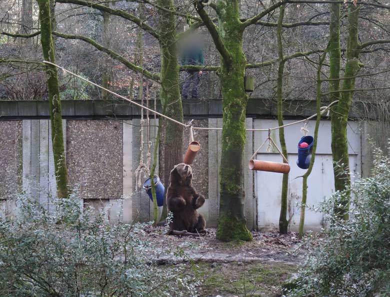 Braunbärin SIDDY am 2. Februar 2017 auf der Braunbärenanlage im Wuppertaler Zoo