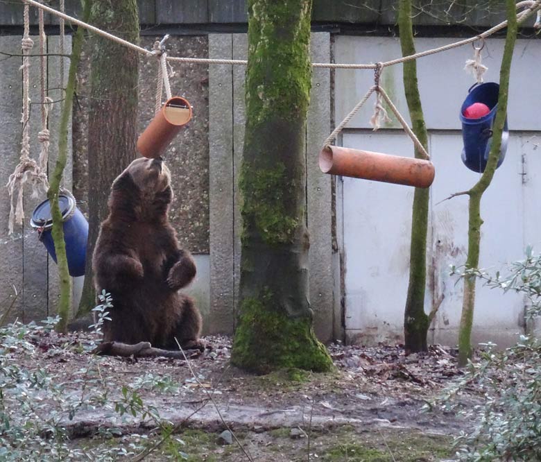 Braunbärin SIDDY am 2. Februar 2017 auf der Braunbärenanlage im Grünen Zoo Wuppertal