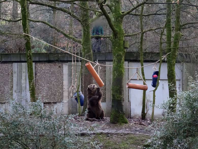 Braunbärin SIDDY am 2. Februar 2017 auf der Braunbärenanlage im Zoologischen Garten der Stadt Wuppertal