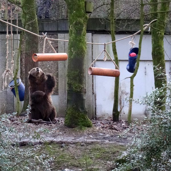 Braunbärin SIDDY am 2. Februar 2017 im Wuppertaler Zoo