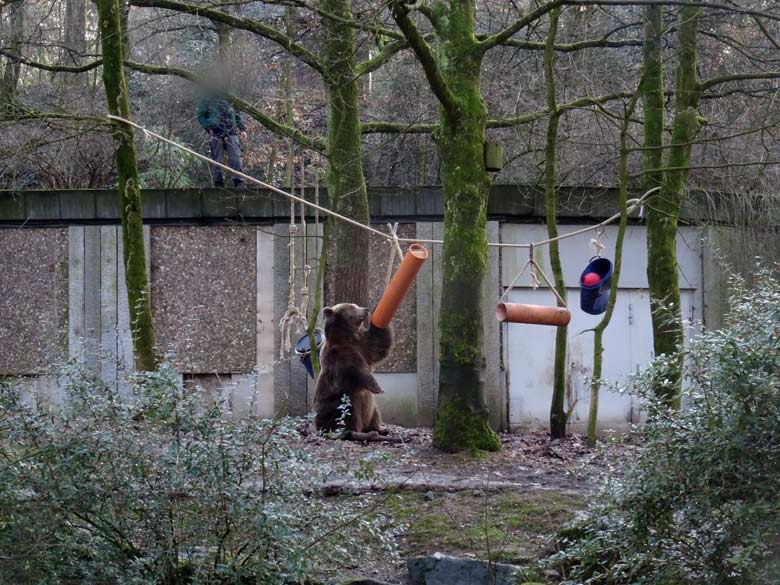 Braunbärin SIDDY am 2. Februar 2017 auf der Braunbärenanlage im Zoo Wuppertal