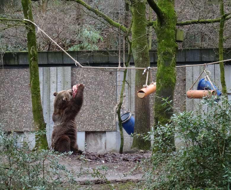 Braunbärin SIDDY am 4. Februar 2017 auf der Braunbärenanlage im Grünen Zoo Wuppertal