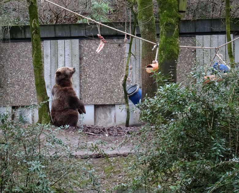 Braunbärin SIDDY am 4. Februar 2017 auf der Braunbärenanlage im Wuppertaler Zoo