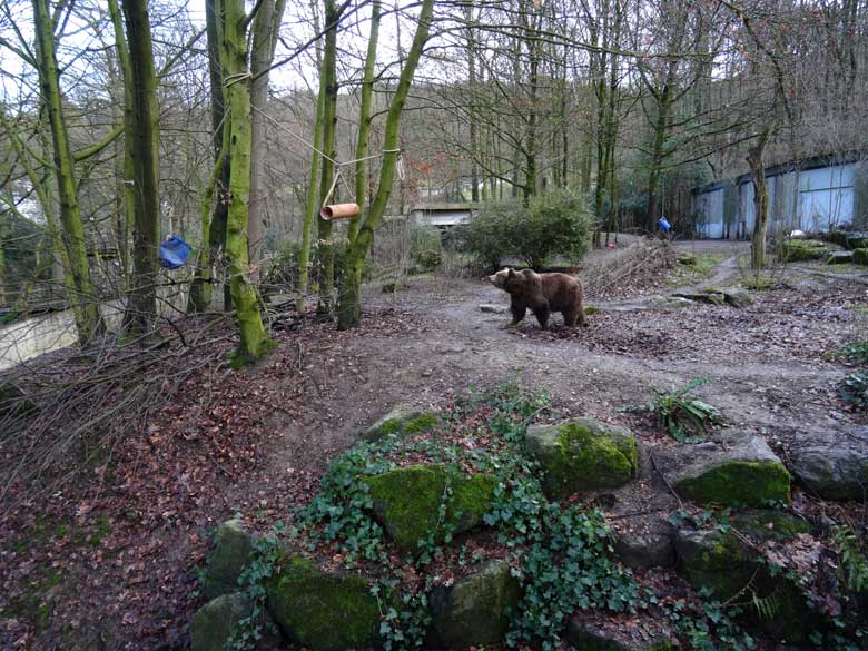 Braunbärin SIDDY am 5. Februar 2017 auf der Braunbärenanlage im Grünen Zoo Wuppertal