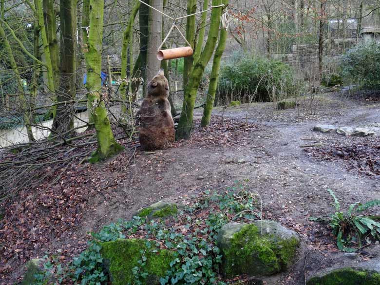 Braunbärin SIDDY am 5. Februar 2017 auf der Braunbärenanlage im Zoo Wuppertal