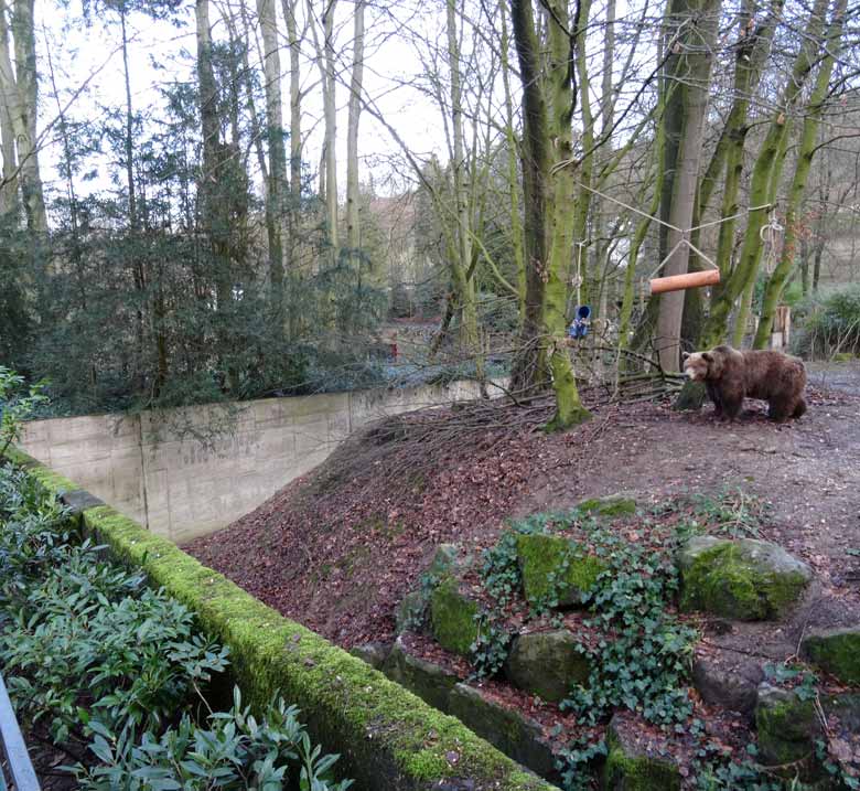 Braunbärin SIDDY am 5. Februar 2017 auf der Braunbärenanlage im Zoologischen Garten der Stadt Wuppertal