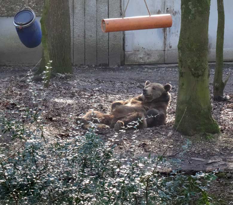 Braunbärin SIDDY am 15. Februar 2017 auf der Braunbärenanlage im Grünen Zoo Wuppertal