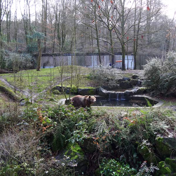 Braunbärin SIDDY am 21. Februar 2017 im Wuppertaler Zoo