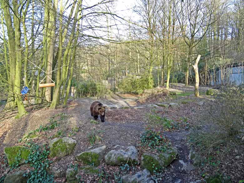 Braunbärin BRENDA am 12. März 2017 auf den "erweiterten Innenstallungen" im Grünen Zoo Wuppertal
