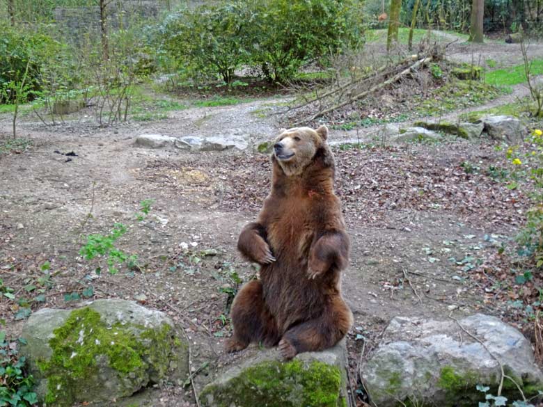 Braunbärin SIDDY am 1. April 2017 auf der Außenanlage für Braunbären im Wuppertaler Zoo