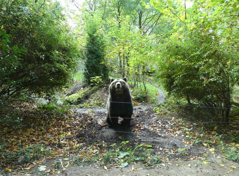 Braunbärin SIDDY am 21. Oktober 2017 auf der Außenanlage für Braunbären im Grünen Zoo Wuppertal