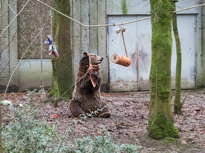 Braunbärin SIDDY am 6. Januar 2018 auf der Außenanlage im Außenanlage im Zoologischen Garten Wuppertal
