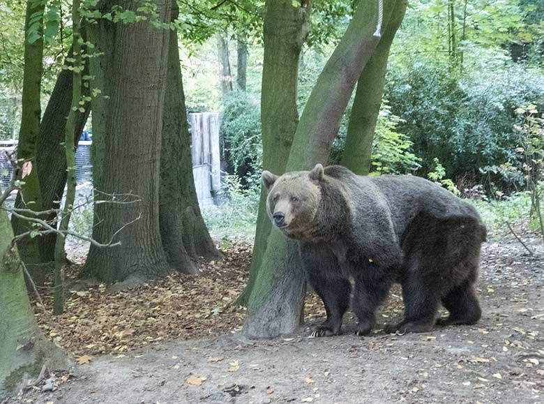 Braunbärin SIDDY am 29. September 2018 auf der Außenanlage im Grünen Zoo Wuppertal