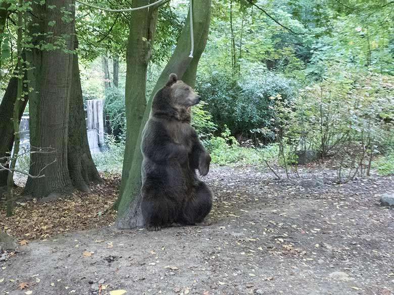 Braunbärin SIDDY am 29. September 2018 auf der Außenanlage im Zoologischen Garten Wuppertal