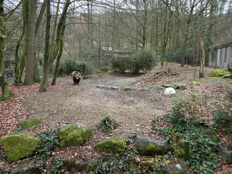Braunbärin SIDDY am 22. Februar 2019 auf der Außenanlage im Zoologischen Garten Wuppertal