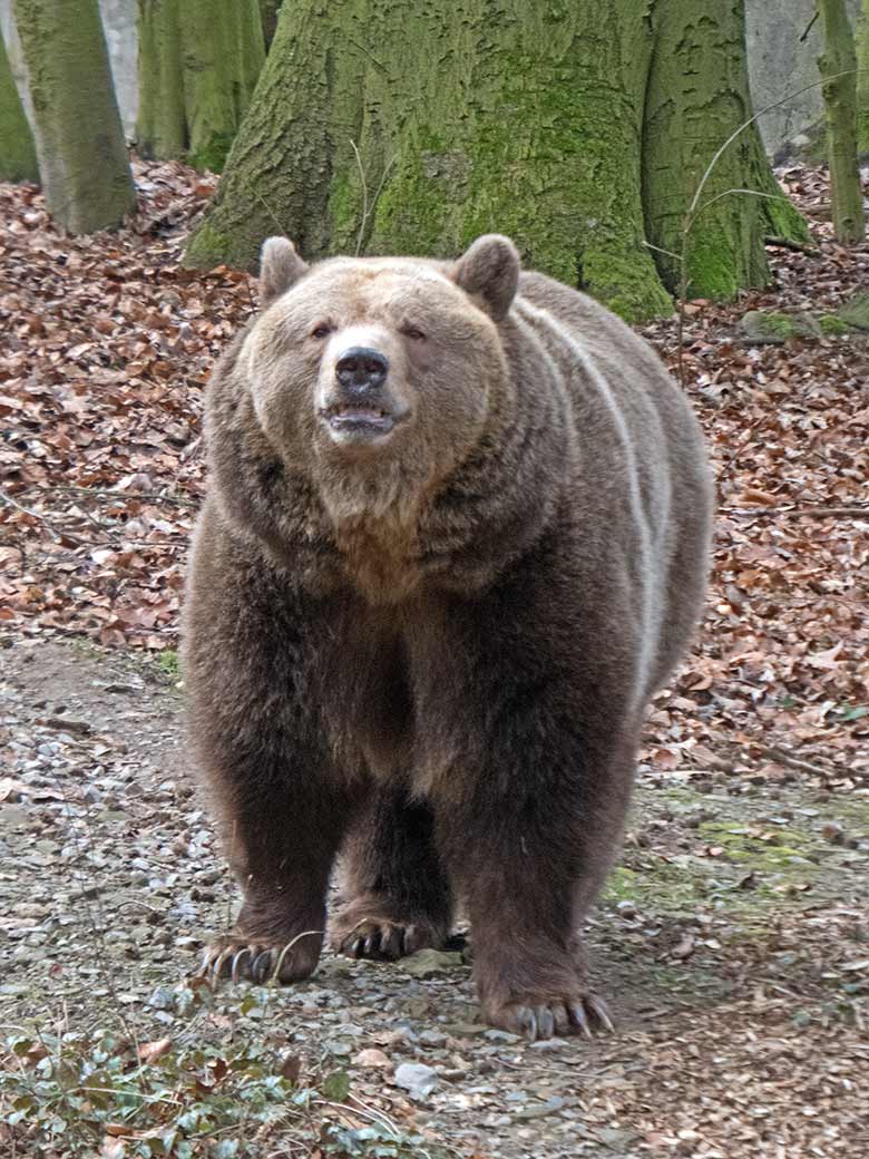 Braunbärin SIDDY am 22. Februar 2019 auf der Außenanlage im Wuppertaler Zoo