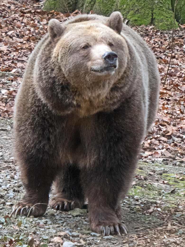 Braunbärin SIDDY am 22. Februar 2019 auf der Außenanlage im Zoologischen Garten der Stadt Wuppertal