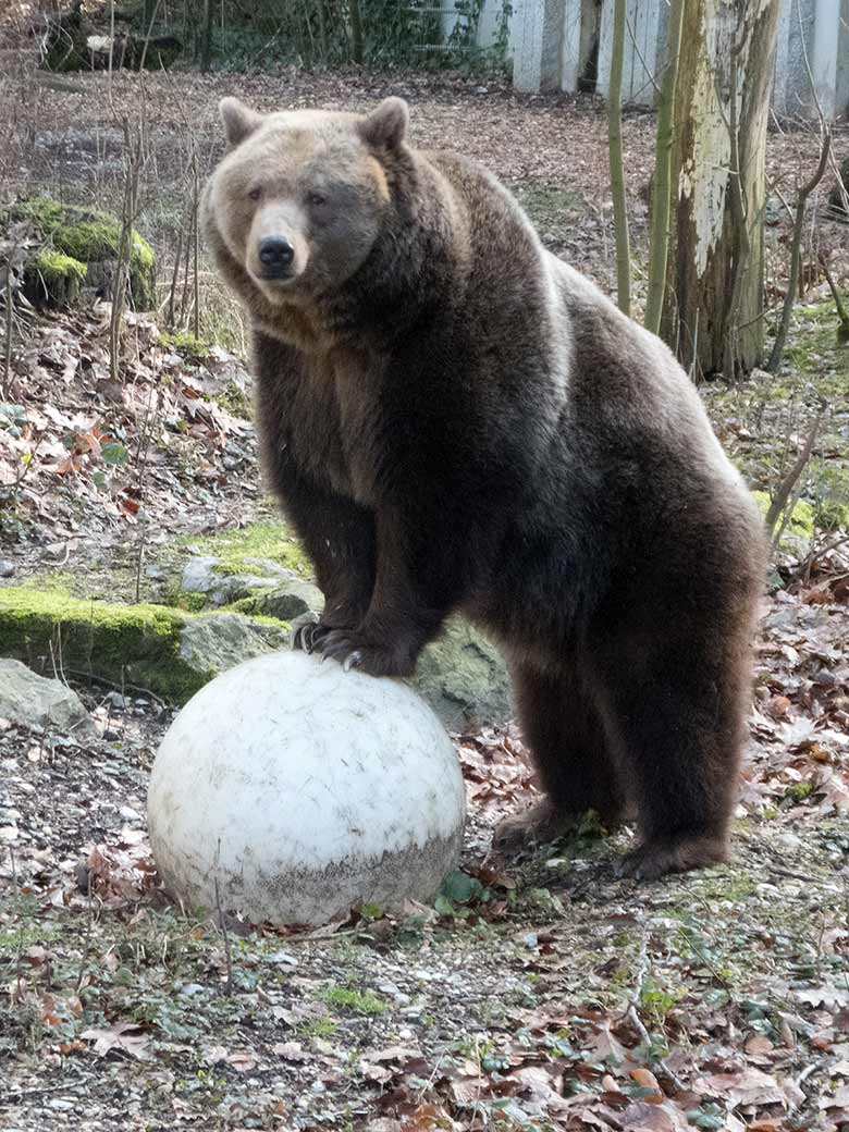 Braunbärin SIDDY am 23. Februar 2019 auf der Außenanlage im Zoo Wuppertal